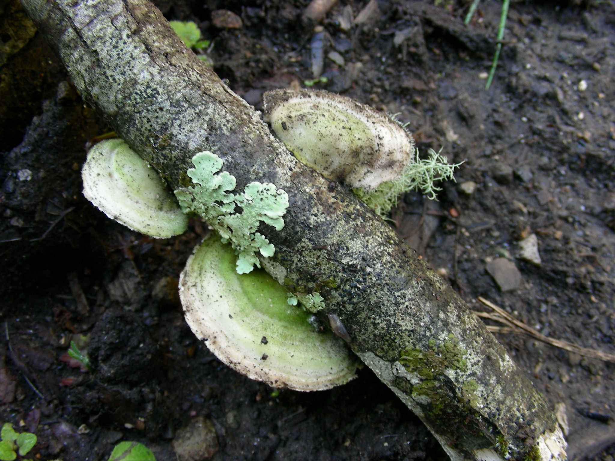 1935 Marzo vecchio ritrovamento